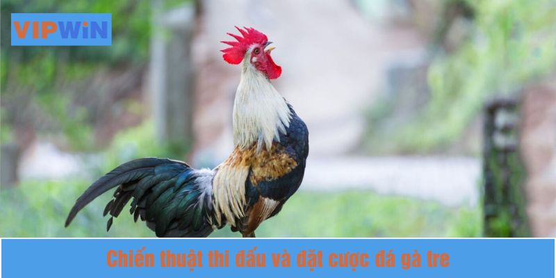 Phân tích đối thủ để giành chiến thắng