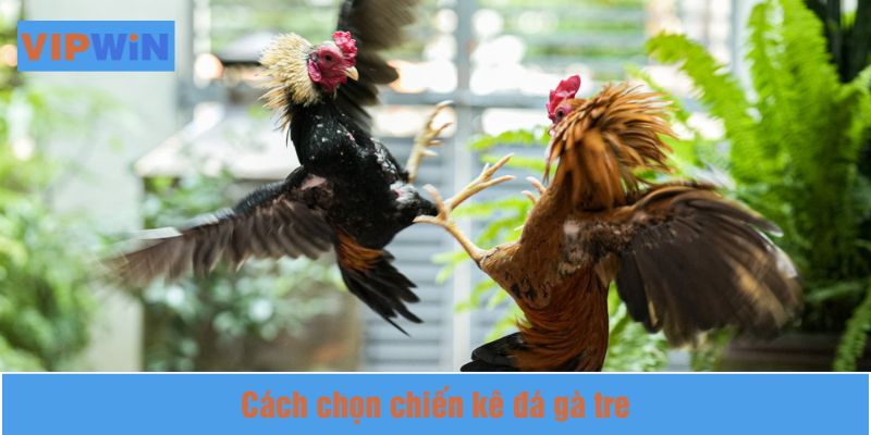 Chọn chiến kê phải dựa trên nhiều yếu tố