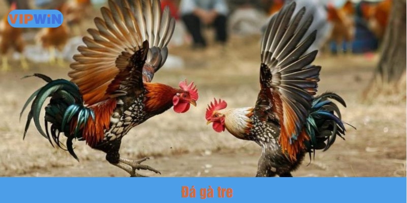 Đá gà tre là loại hình giải trí được yêu thích
