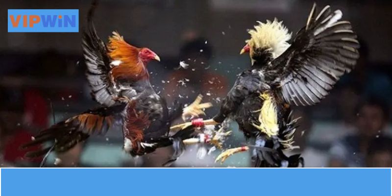 Các chiến kê sẽ được kiểm tra và phân chia theo hạng cân